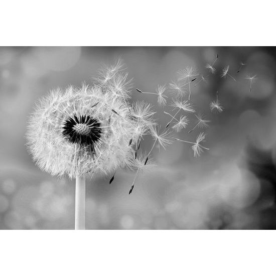 Samolepící fototapeta černobílý dotek pampelišky s větrem