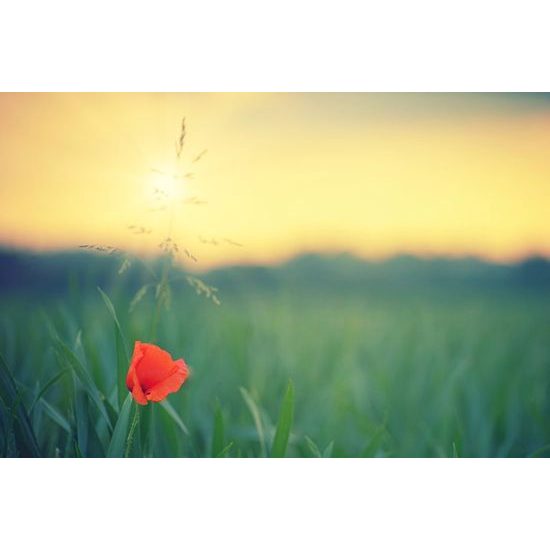 Fototapeta nenápadný květ vlčího máku v trávě