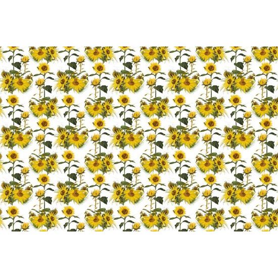 Tapeta rozkvetlé slunečnice na bílém pozadí