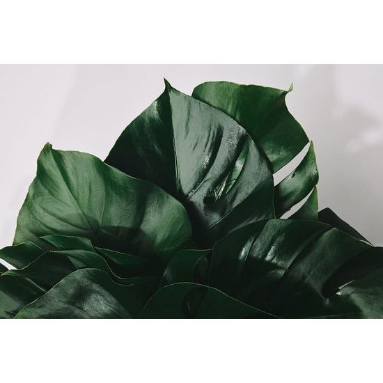 Fototapeta lesklé listy monstery