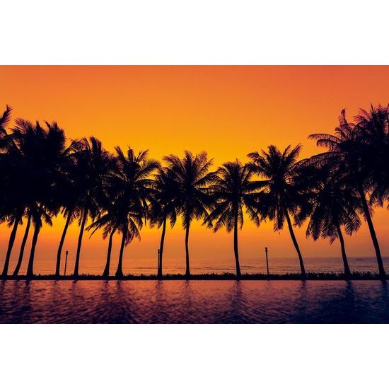 Tapeta palmy při západu slunce
