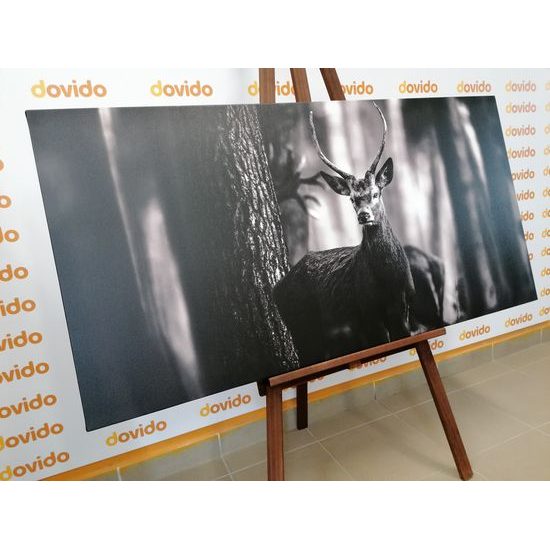 Obraz krásný jelen v černobílém provedení