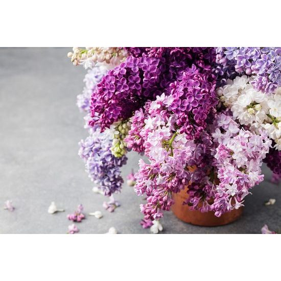 Nádherná samolepící fototapeta květiny šeříku