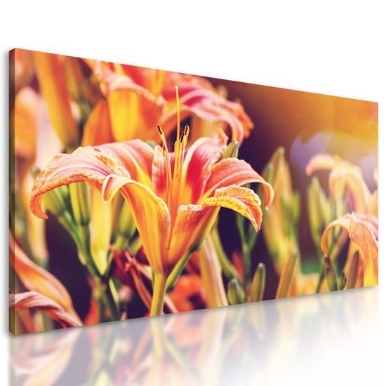 Obraz něžná lilie ve slunečním svitu