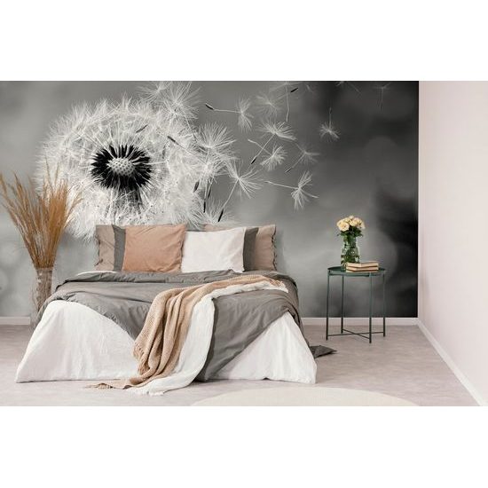 Fototapeta černobílý dotek pampelišky s větrem