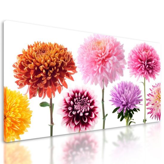 Obraz květiny dálí v různých barvách