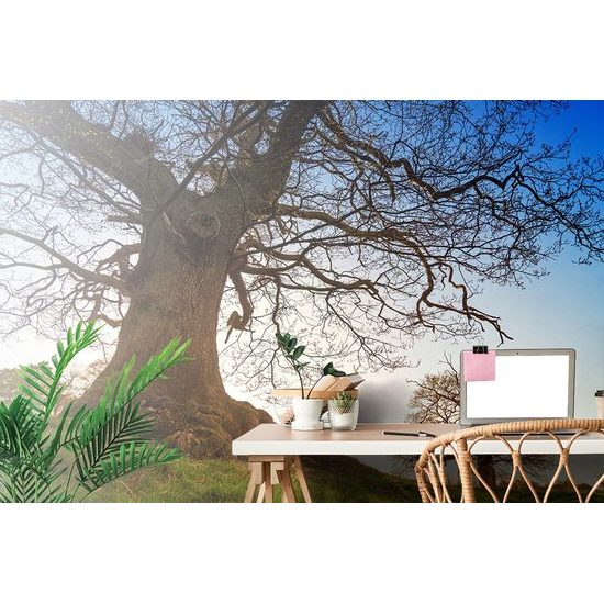 Samolepící fototapeta mohutné stromy v parku