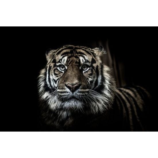 Samolepící fototapeta dravý pohled tygra