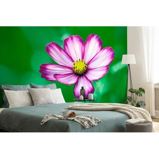 Fototapeta osamocený květ krasulky