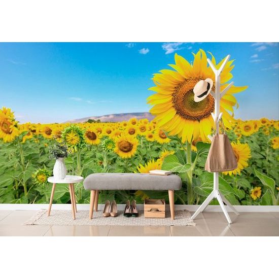 Nádherná samolepící fototapeta slunečnicové pole