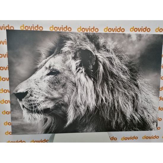 Obraz nádherný lev v černobílém provedení