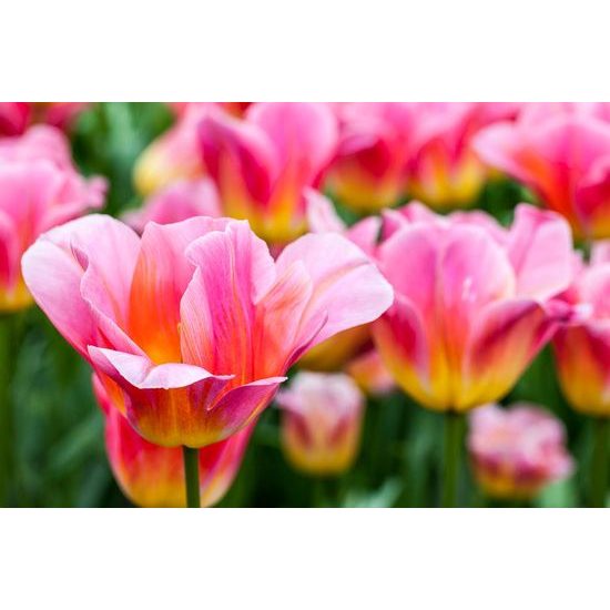 Samolepící fototapeta růžově zbarvené tulipány