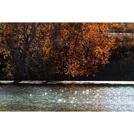 Samolepící fototapeta podzimní strom u jezera