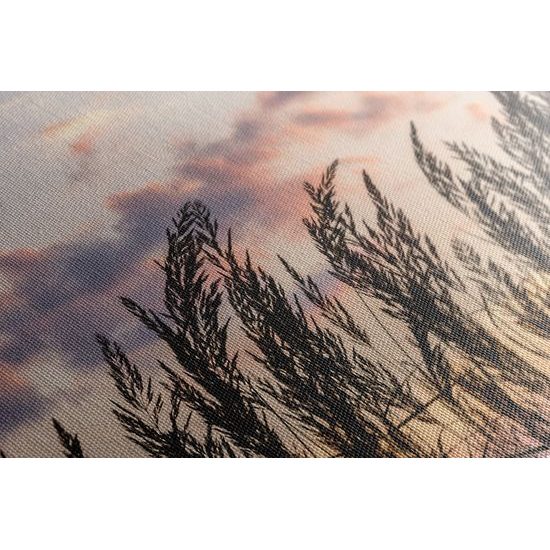 Obraz stébla polní trávy s nádherným pozadím