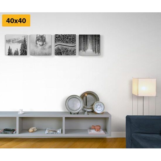 Set obrazů vlk v hlubokém lese v černobílém provedení