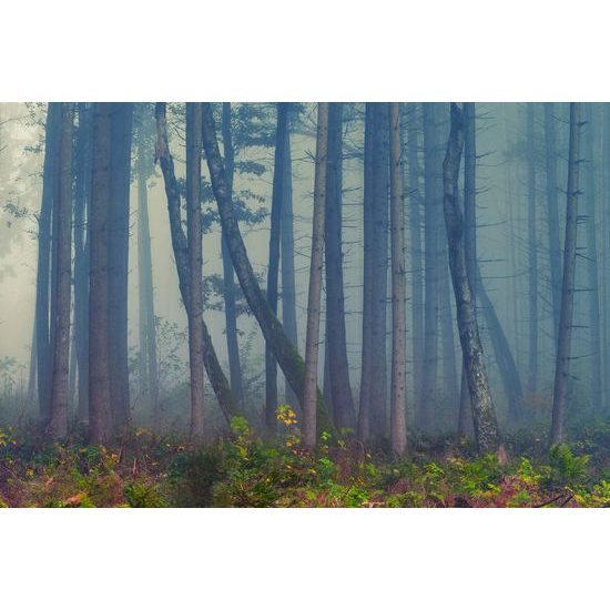 Fototapeta mysteriózní les