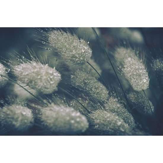 Originální fototapeta tráva s kapkami deště