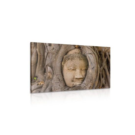 Obraz Buddha obrostlý stromem