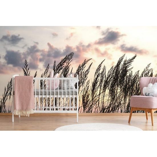 Zajímavá fototapeta stébla trávy při západu slunce