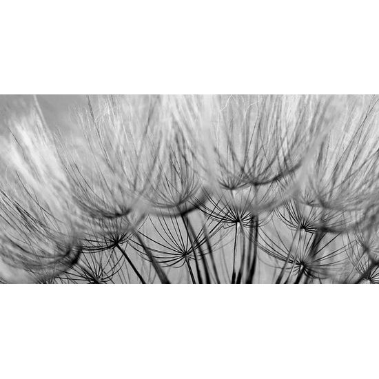 Obraz přesný detail pampelišky v černobílém provedení