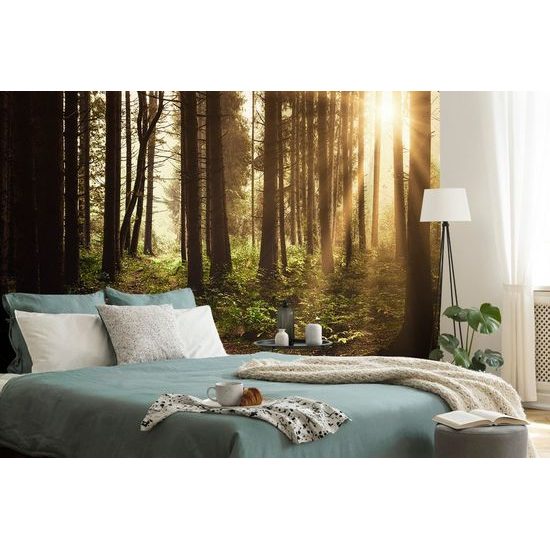 Samolepící fototapeta les v ranních paprscích slunce