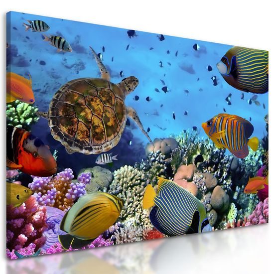 Obraz svět pod mořskou hladinou