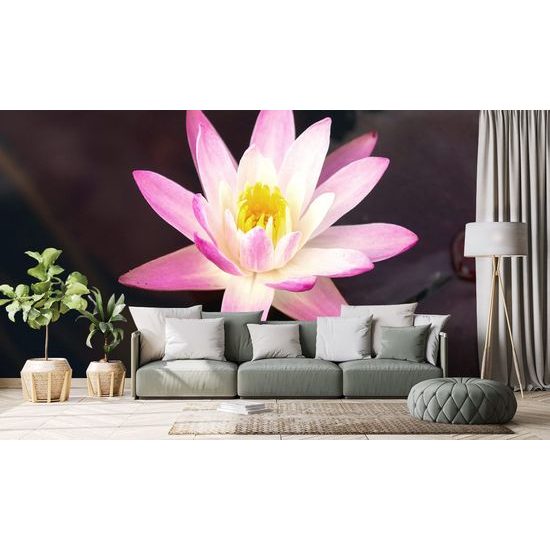 Tapeta tajemný květ leknínu