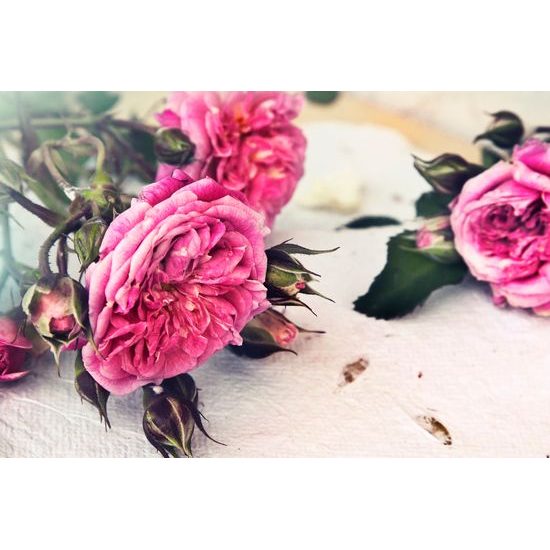 Obraz jemnost růží