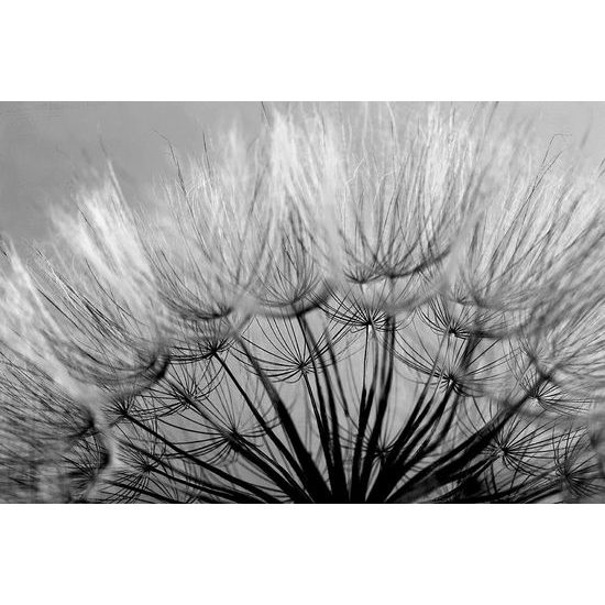 Fototapeta nádherná černobílá semínka pampelišky