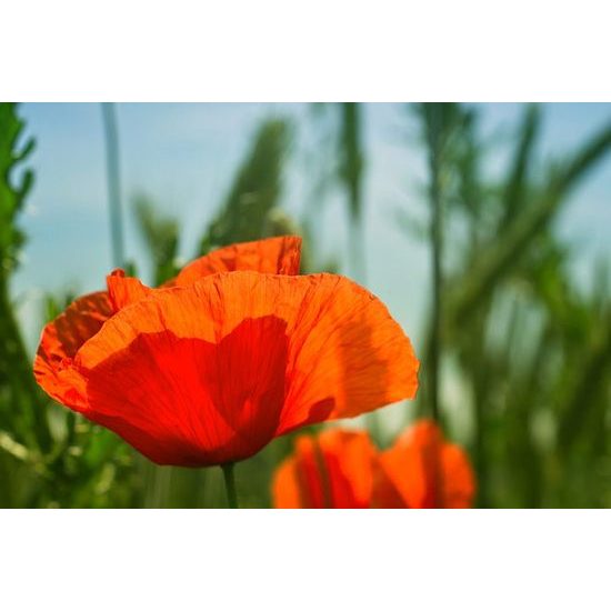 Krásná samolepící tapeta divoký mák