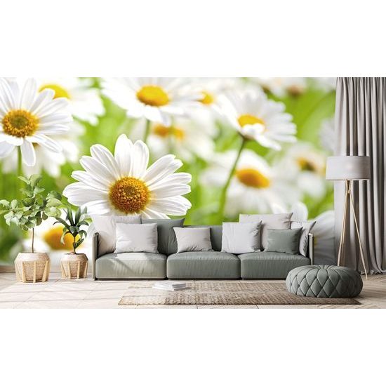 Tapeta romantické kopretiny