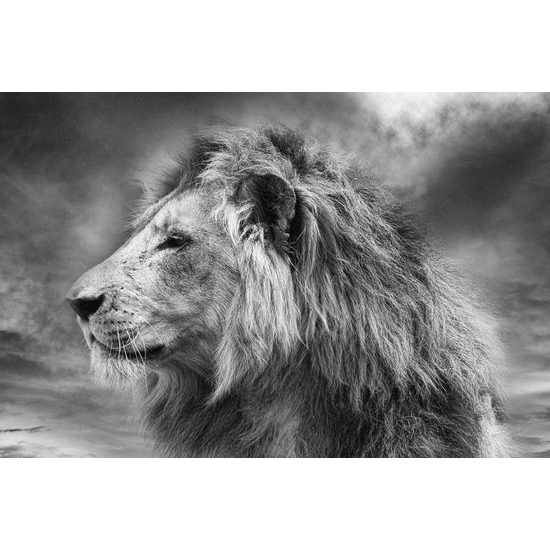 Samolepící fototapeta černobílá hlava lva