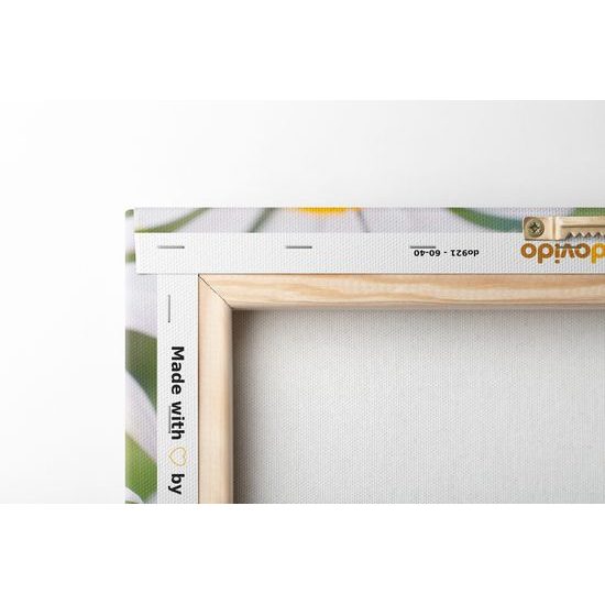 Obraz rozkvetlé kopretiny