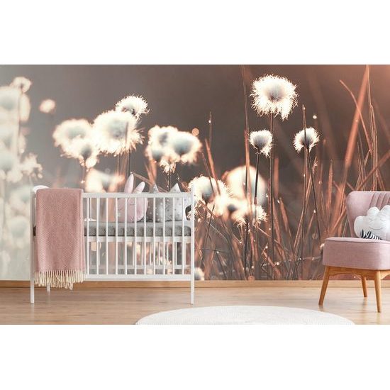 Samolepící fototapeta bavlněná tráva v probouzející se přírodě