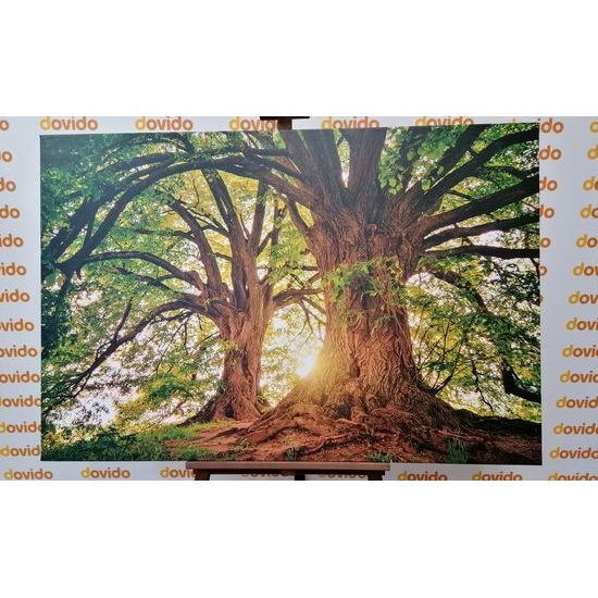 Obraz kouzlo mohutných stromů