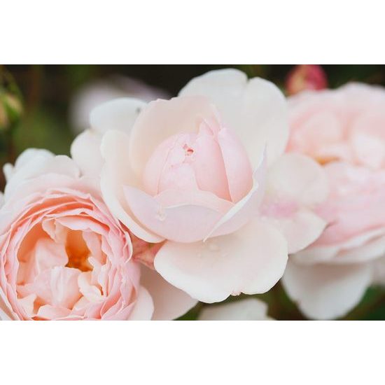 Samolepící fototapeta detail pastelové ruze