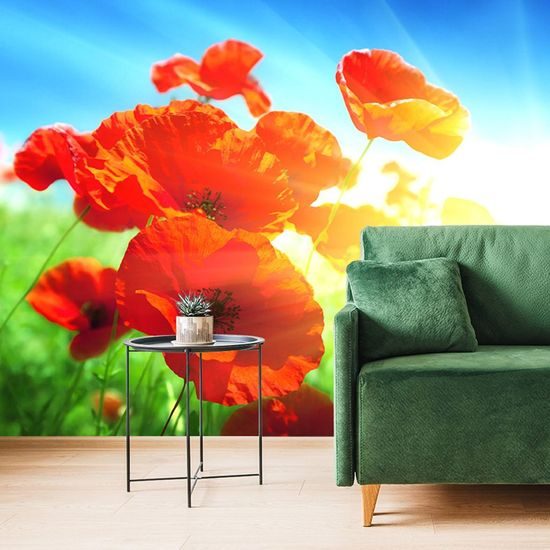 Tapeta divoký mák s paprsky slunce