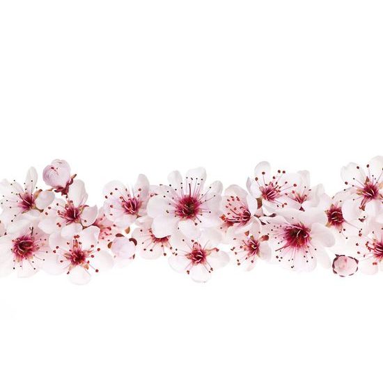 Tapeta jarní květiny třešně