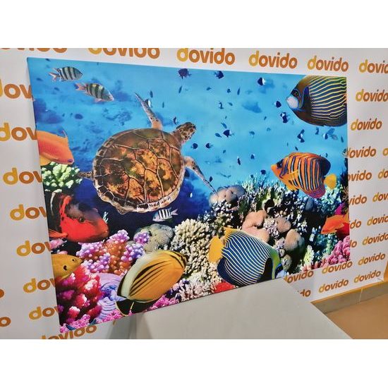 Obraz svět pod mořskou hladinou