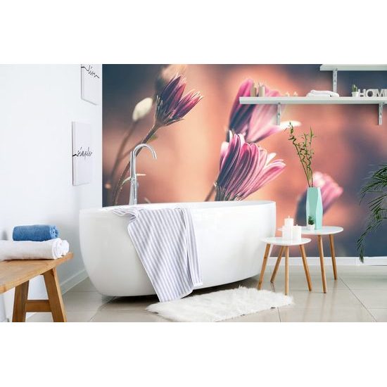 Fototapeta nenápadné kvítky růžových kopretin