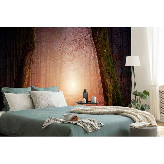 Fototapeta magická lesní cesta