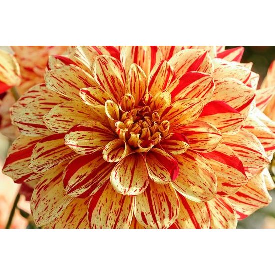 Originální samolepící fototapeta fascinující dálí