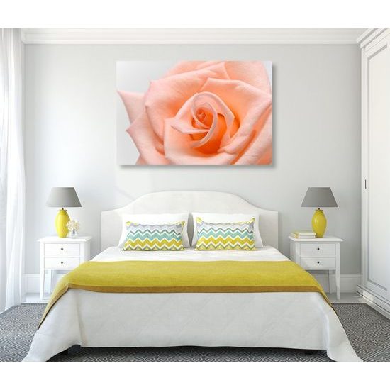 Obraz precizní detail na oranžovou růži