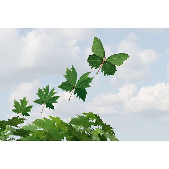 Zajímavá samolepící tapeta odlétající listy