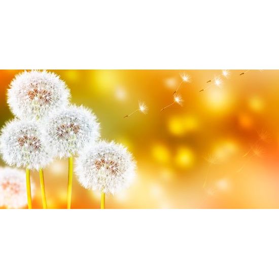 Obraz nadýchané kloboučky pampelišky