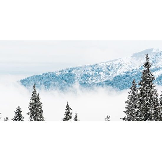 Obraz stromy pokryté čerstvým sněhem
