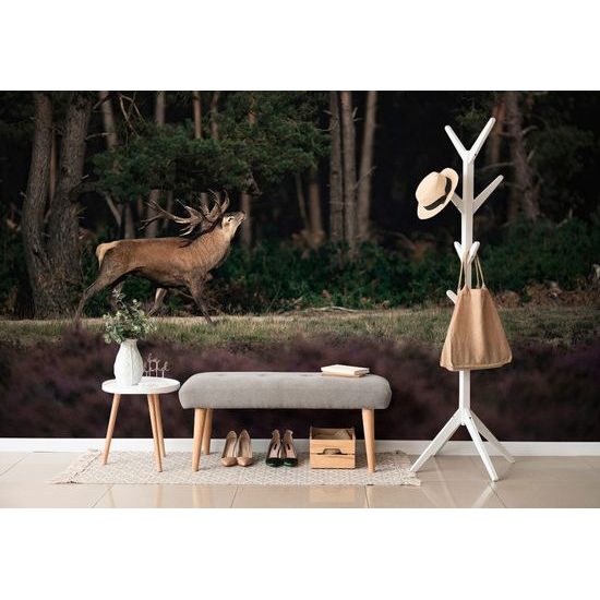 Fototapeta ručící jelen