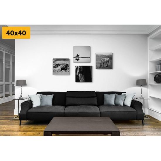 Set obrazů černobílá elegance koní