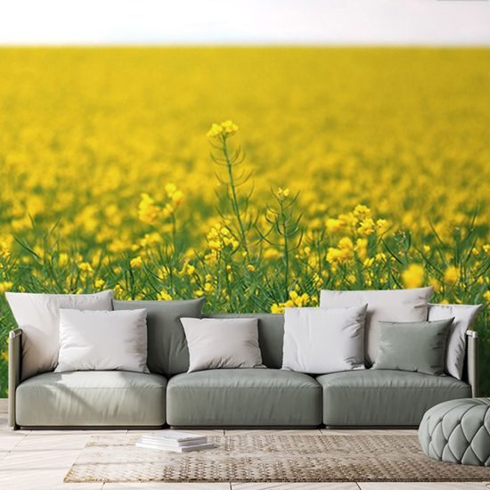 Samolepící fototapeta řepkové pole