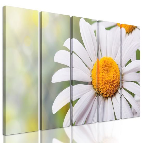 5-dílný obraz rozkvetlé kopretiny